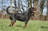 ROTTWEILER 553